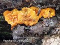 Hapalopilus croceus-amf1574